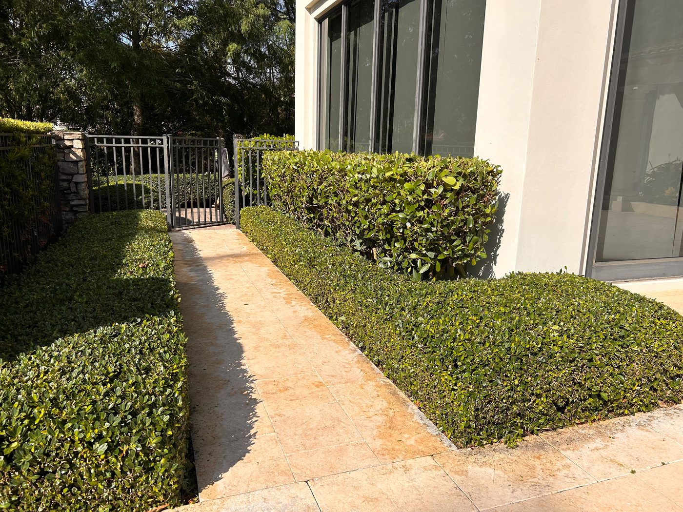 Manicured hedges along a residential walkway