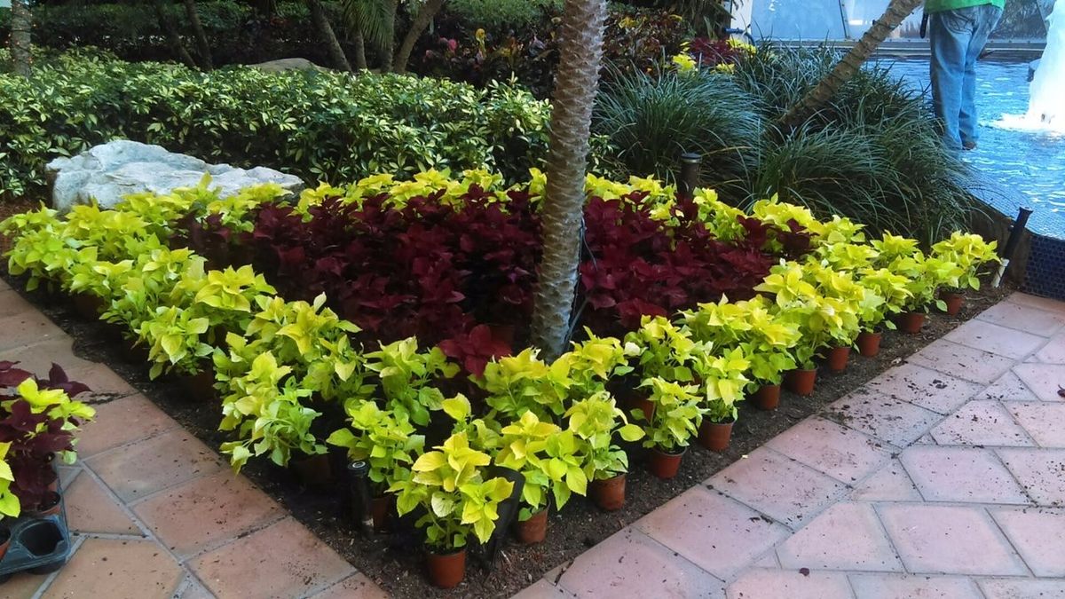 Healthy, vibrant planting beds at Turnberry